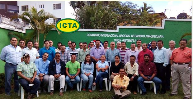 ICTA participó en taller de capacitación para el manejo integrado del pulgón amarillo del sorgo